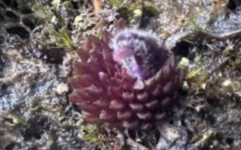 Investigadores de la BUAP descubrieron una nueva planta carnívora